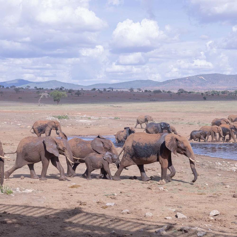 ARP Africa-item-0